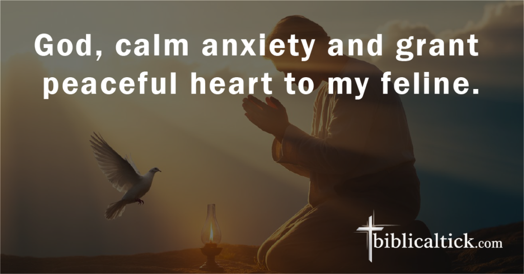 Prayer:
God, calm anxiety and grant peaceful heart to my feline.