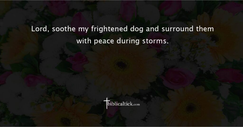 Prayer for Dogs Afraid of Storms

Prayer: Lord, soothe my frightened dog and surround them with peace during storms.