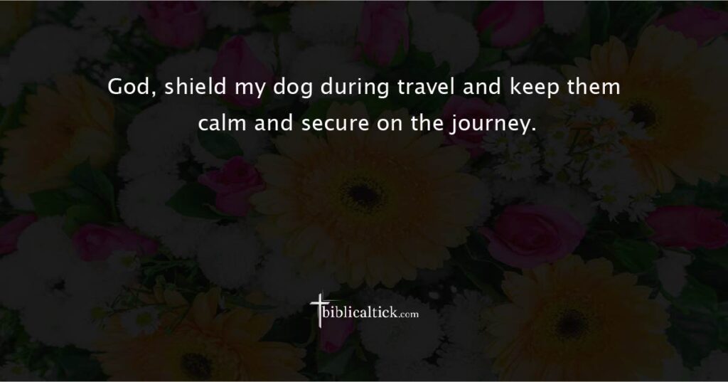 Prayer for Travel Safety

Prayer: God, shield my dog during travel and keep them calm and secure on the journey