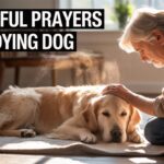 25+ Powerful Prayers For a Dying Dog